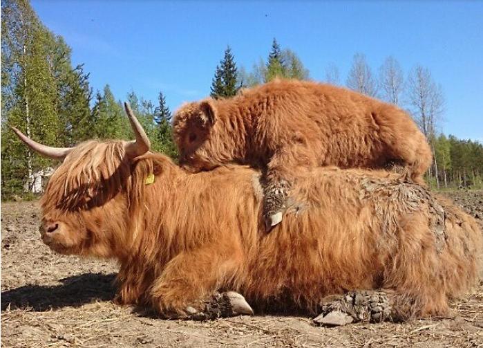 14只让你坏心情烟消云散的超萌小牛儿，可爱到让人宁愿改吃素！