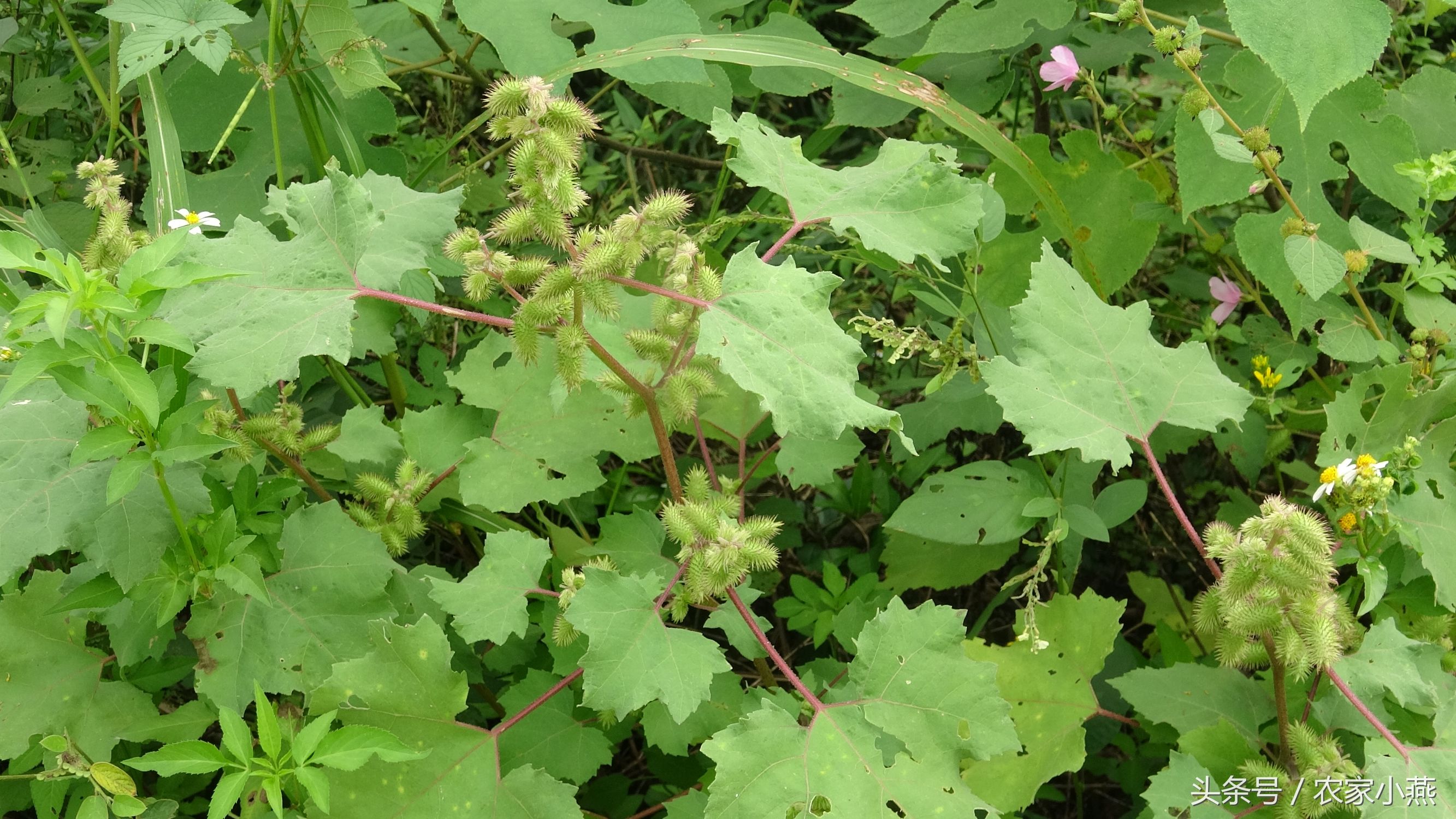 农村才有的野菜你认识几样,农村里的东西你认识吗