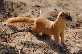 巧堕鬼胎——黄皮子「二十六」