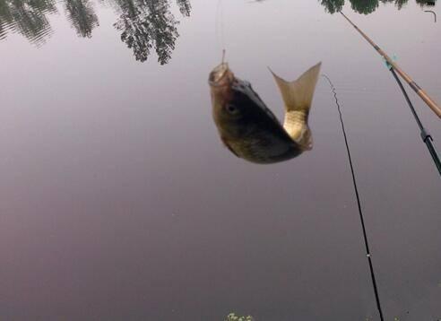 钓自然水域鱼的技巧,雨天黑坑钓鱼技巧大揭秘