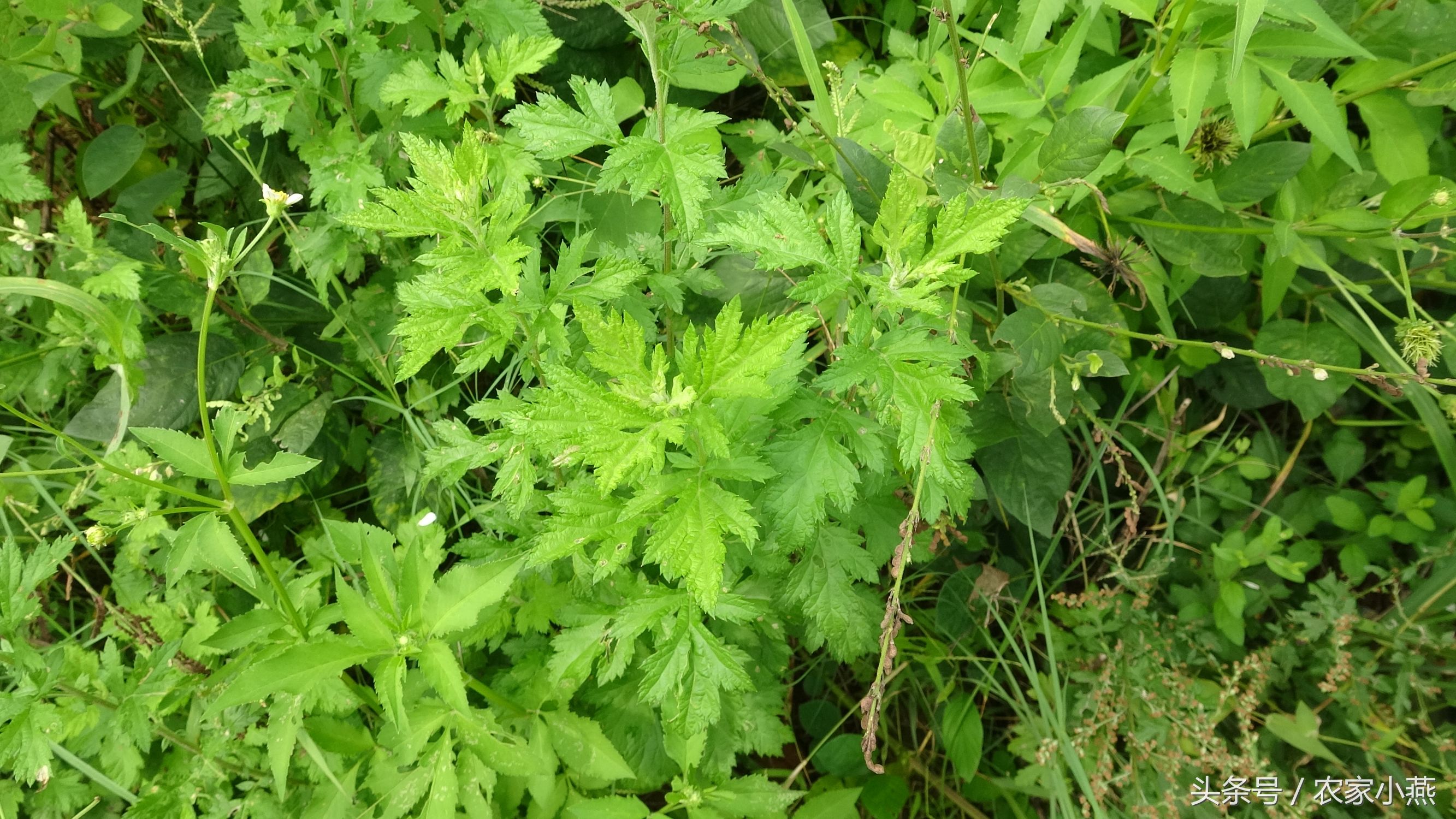 农村才有的野菜你认识几样,农村里的东西你认识吗