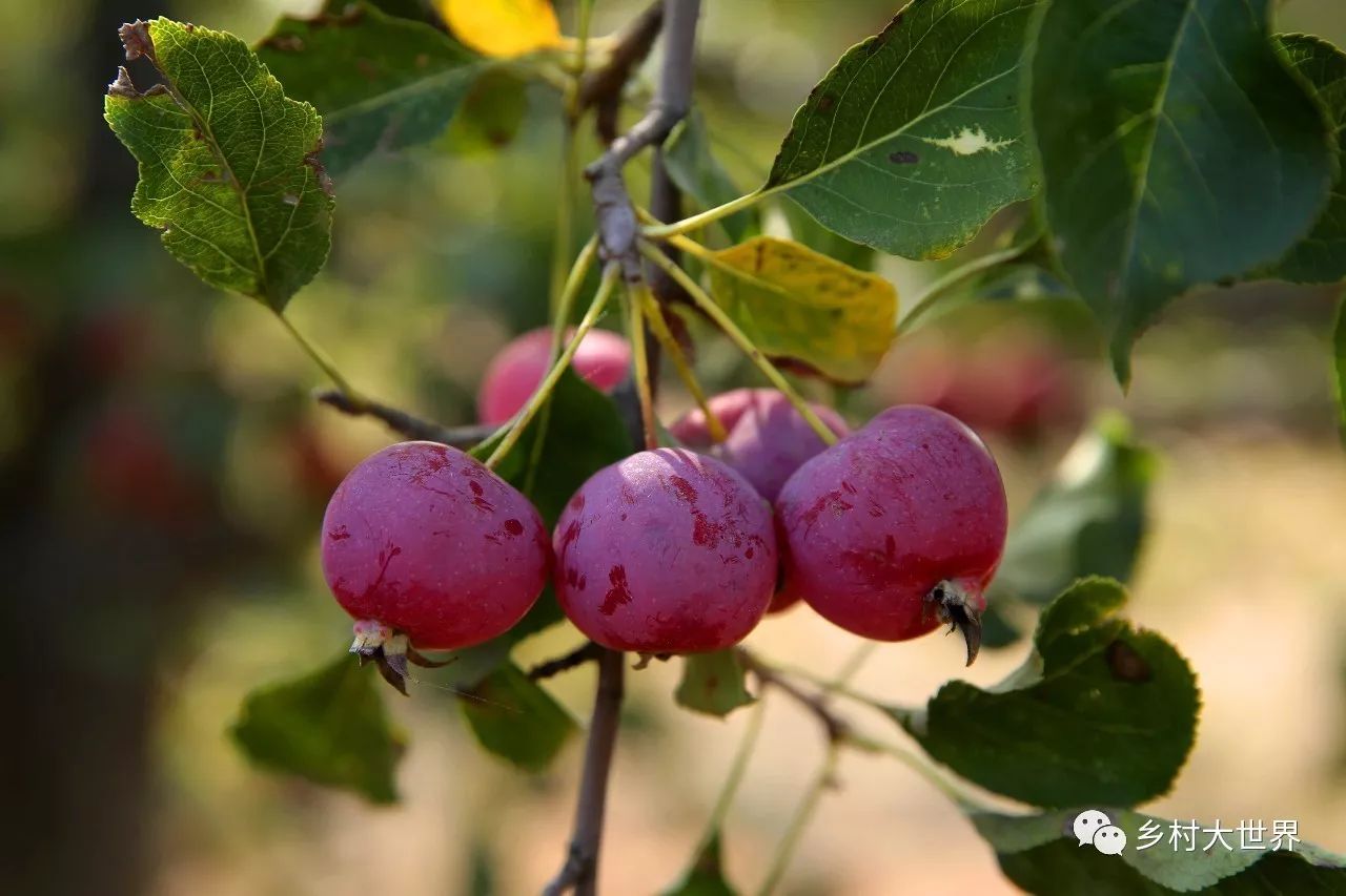 水果中的补钙之王,钙中之王吃什么水果