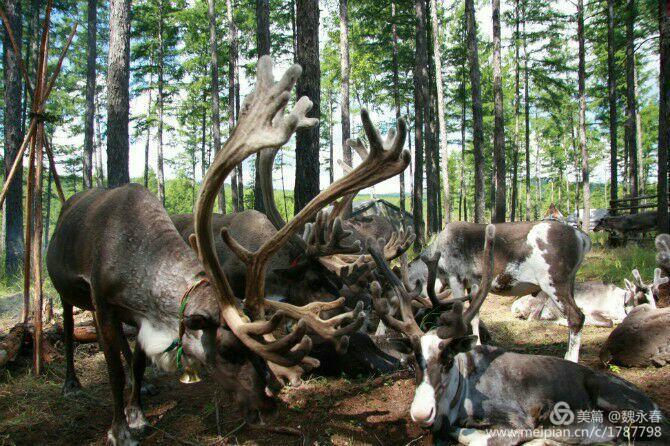 内蒙古草原旅游度假村,内蒙古敖鲁古雅景区