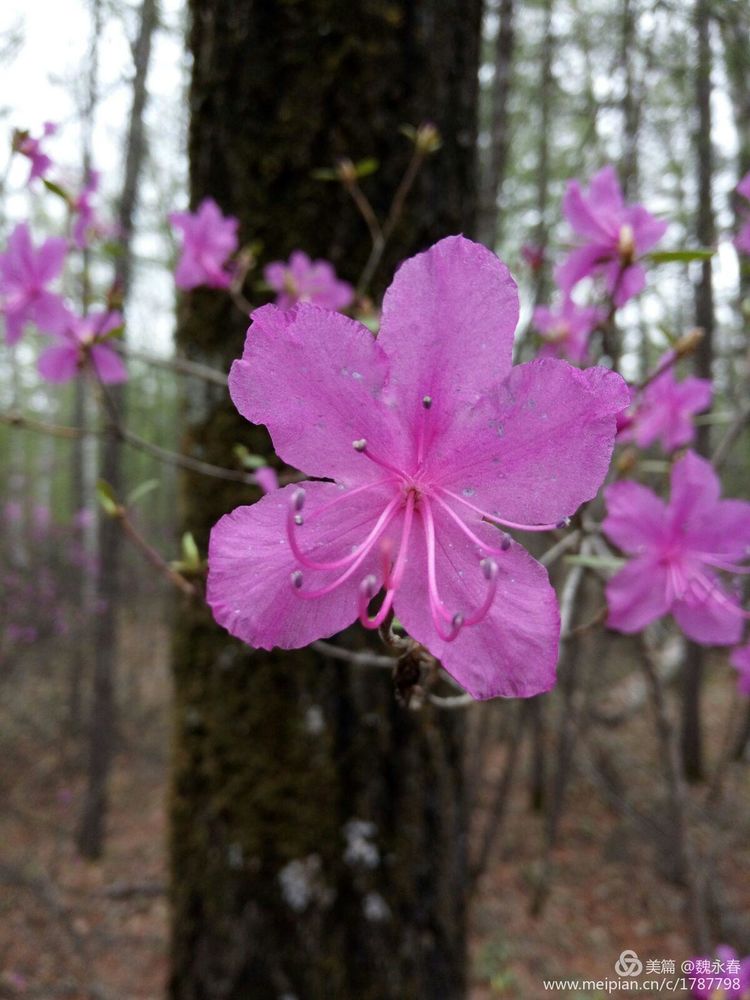 内蒙古草原旅游度假村,内蒙古敖鲁古雅景区
