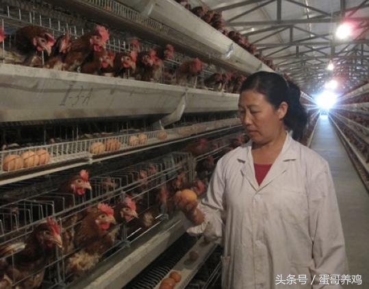 鸡100天产蛋,鸡产蛋期驱虫掉蛋