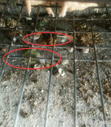 鸡100天产蛋,鸡产蛋期驱虫掉蛋