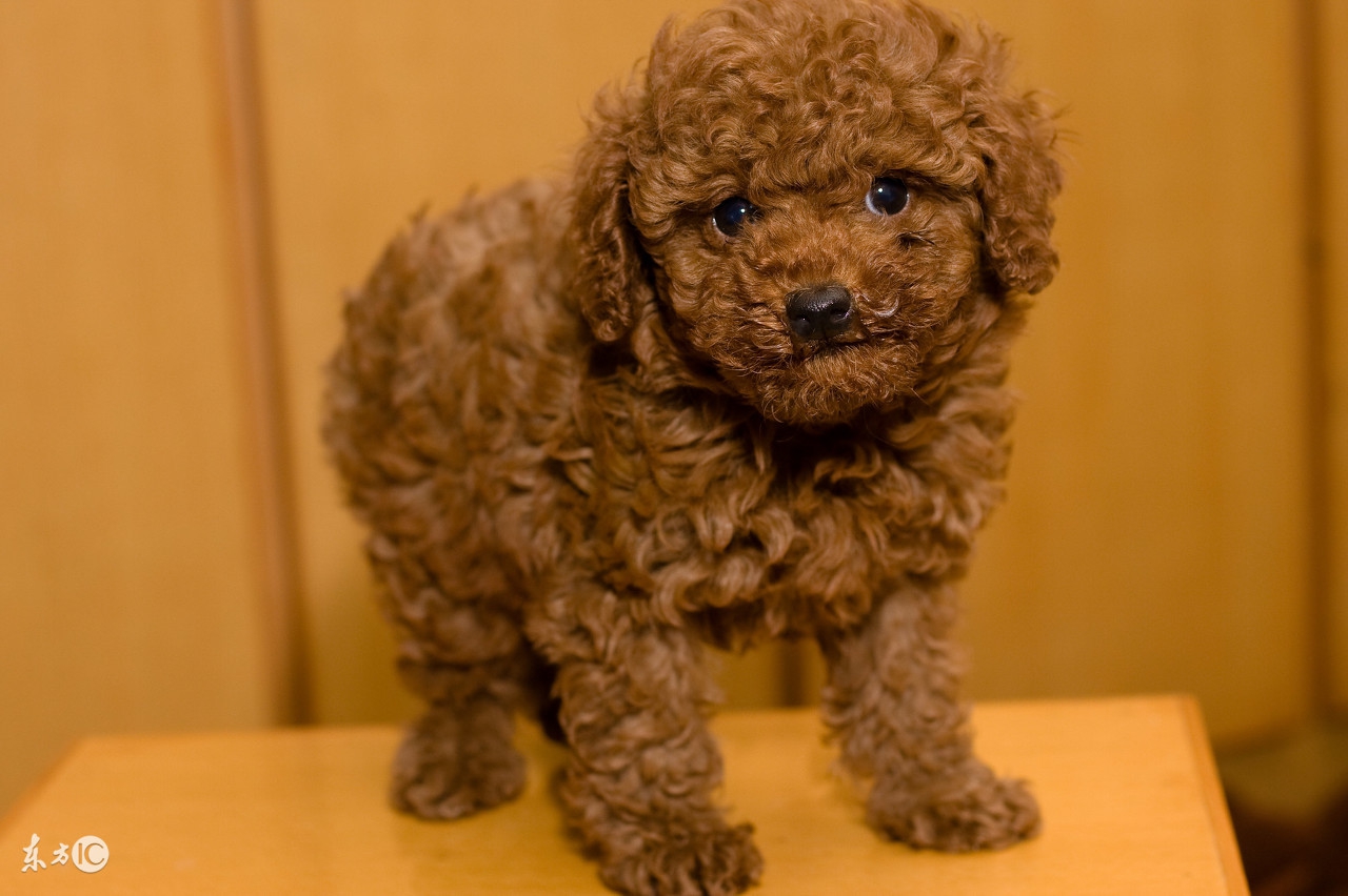 泰迪狗消化不好给它吃什么好,泰迪狗狗消化不好怎么调理