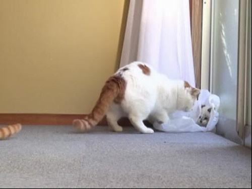 猫咪吃塑料袋缺少什么微量元素,猫咪咬塑料袋