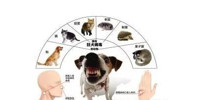 啮齿类动物咬伤需要打狂犬疫苗吗,猫咬伤已打两针疫苗伤口有化脓