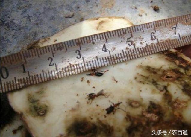 红薯蚁象怎么防治,甘薯蚁象在家怎么去除