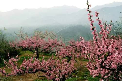 洛阳合适中学生好玩免费景点,洛阳各个景点的介绍