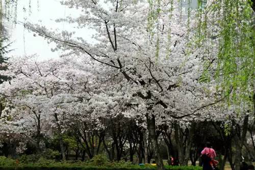 洛阳合适中学生好玩免费景点,洛阳各个景点的介绍