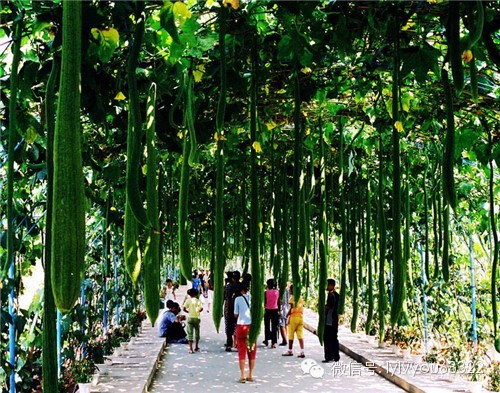 洛阳合适中学生好玩免费景点,洛阳各个景点的介绍