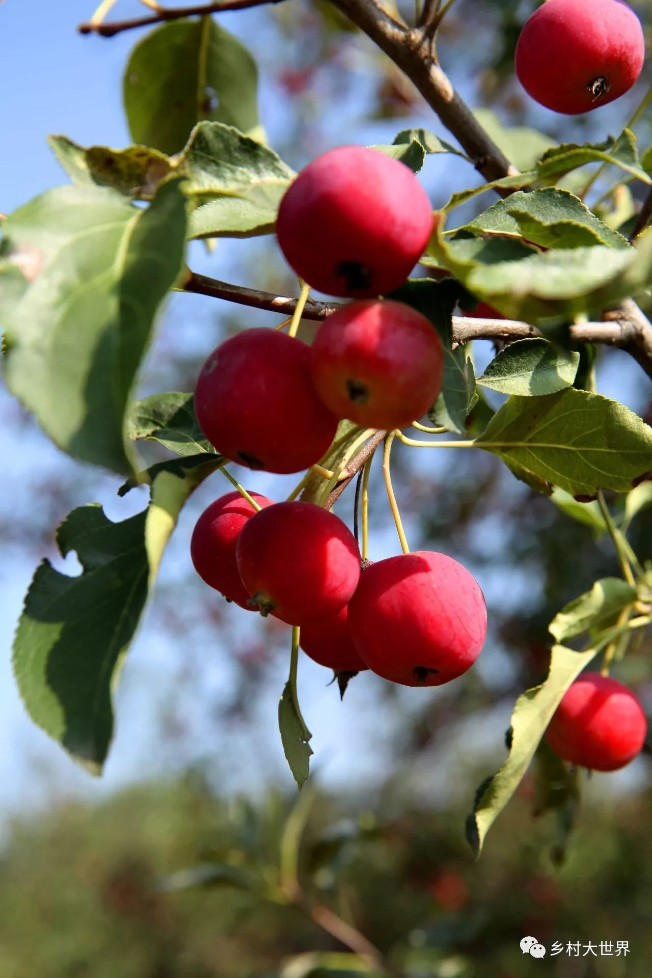 水果中的补钙之王,钙中之王吃什么水果