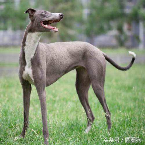 十大黑狗品种灵缇,世界名犬达克斯猎犬