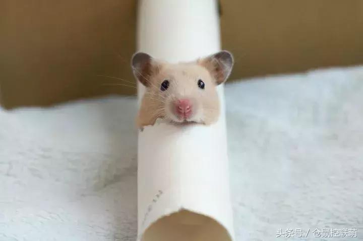 喜欢钻洞的是什么仓鼠,养一只仓鼠每天都被它萌翻