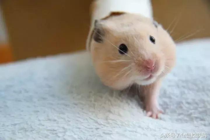 喜欢钻洞的是什么仓鼠,养一只仓鼠每天都被它萌翻