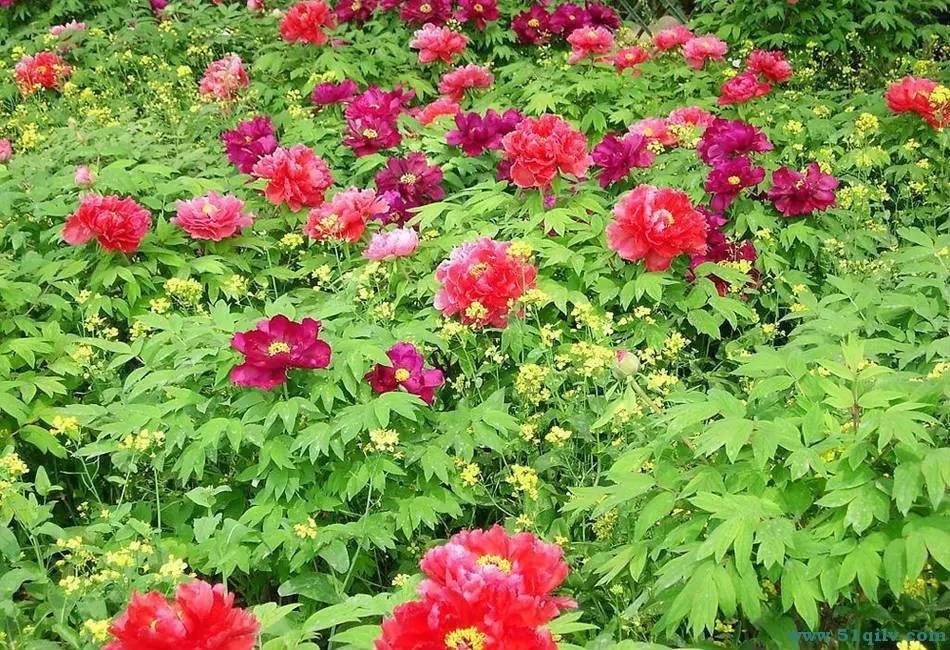 洛阳合适中学生好玩免费景点,洛阳各个景点的介绍