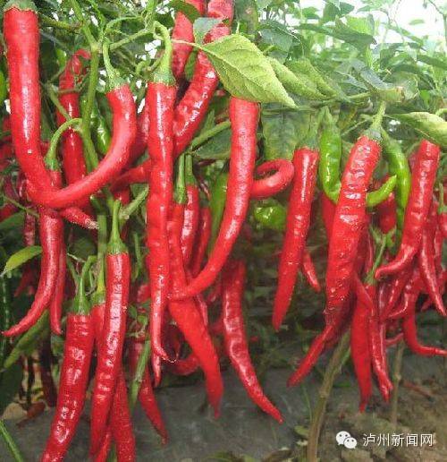 小松鼠能够吃什么食物,小松鼠能够吃什么