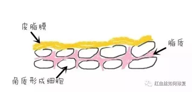 朵嘉浓晓晓敏感肌肤能够美白吗,朵嘉浓晓晓敏感肌肤能美白吗