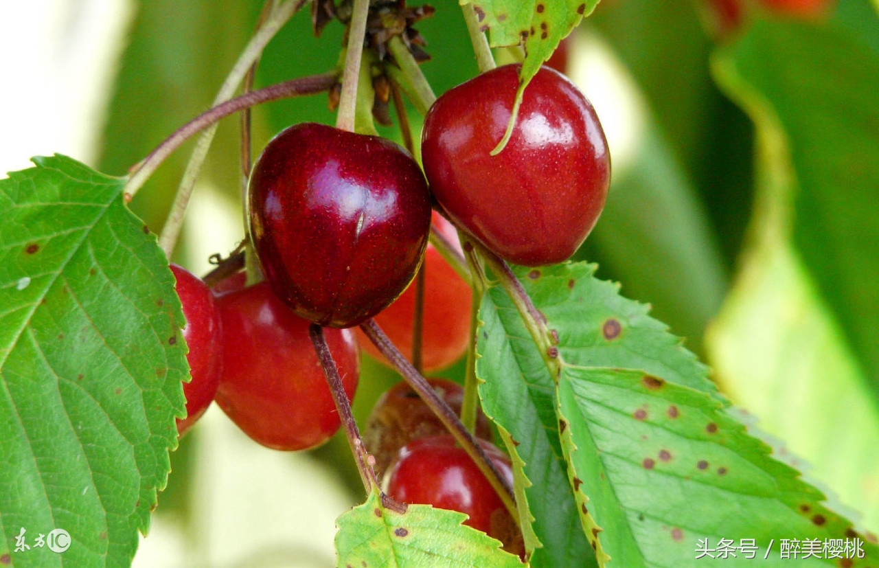 大樱桃褐斑病是怎么引起的,大樱桃褐斑病防治技术