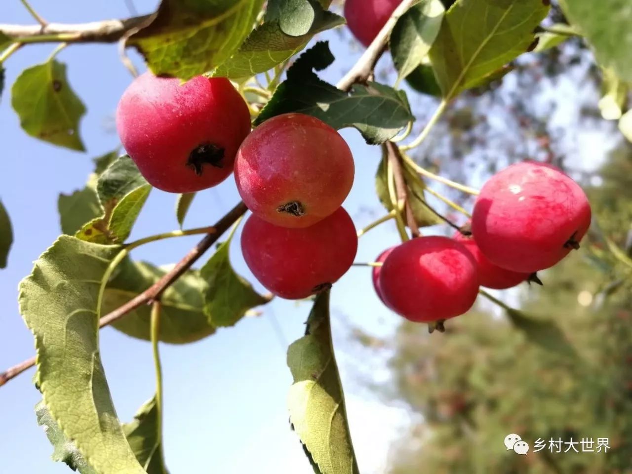 水果中的补钙之王,钙中之王吃什么水果