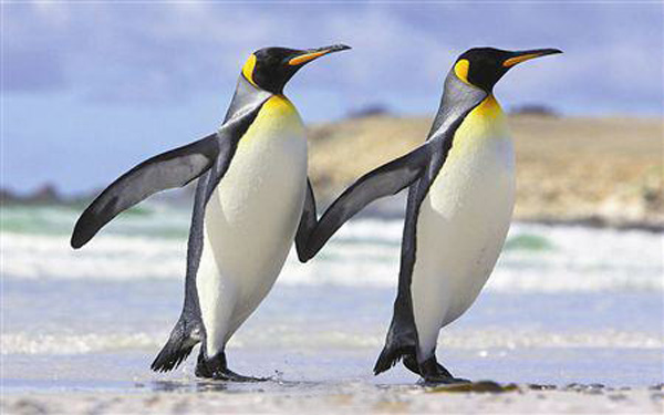 新手企鹅号视频只发布到qq浏览器,企鹅号怎么增加浏览量