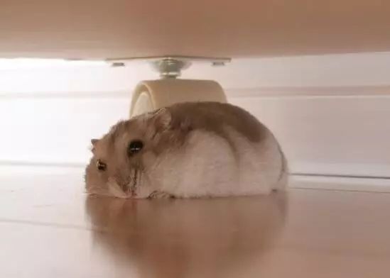 月饼吃怕了？这里有仓鼠饼哦！