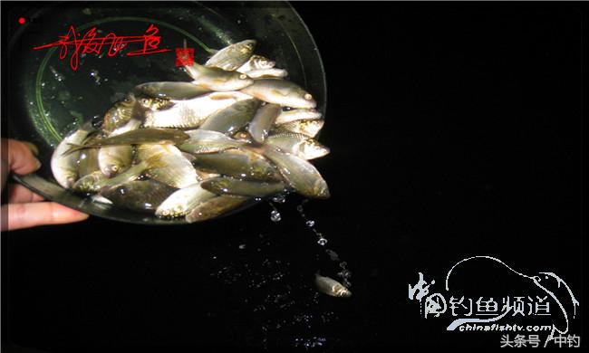 夜钓继续过小瘾，回家煲煲爱心粥