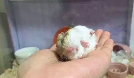 月饼吃怕了？这里有仓鼠饼哦！