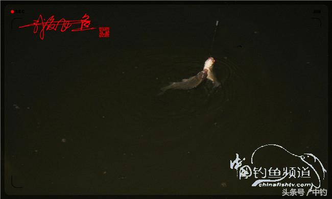 夜钓继续过小瘾，回家煲煲爱心粥