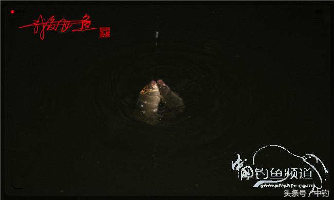 夜钓继续过小瘾，回家煲煲爱心粥