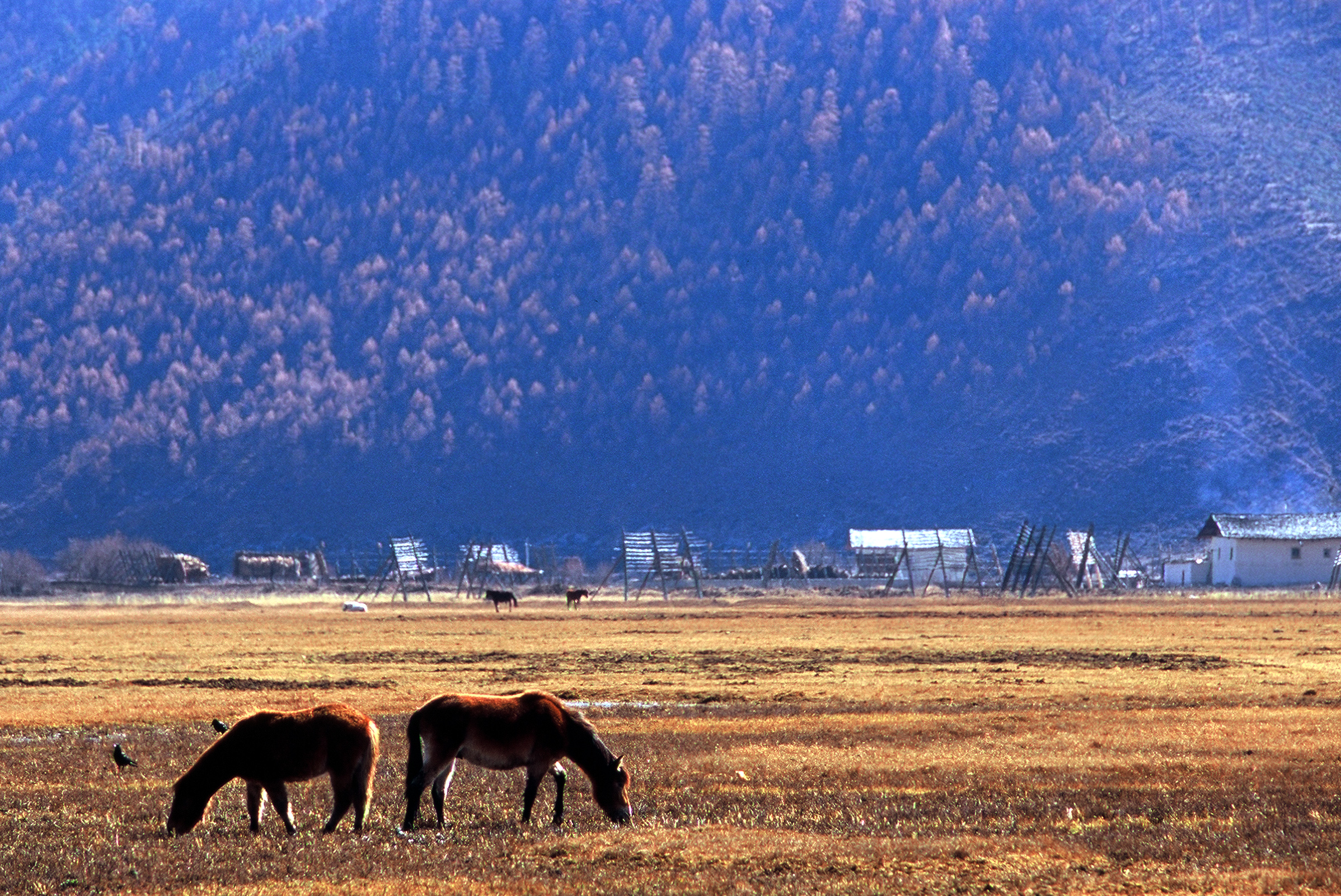 2017年云南香格里拉陨石,标价8千万的陨石卖出去了吗
