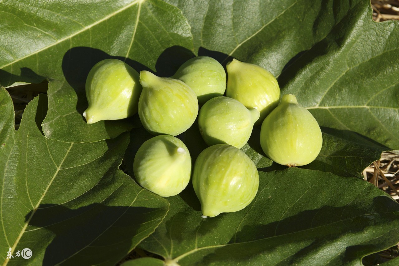 心脏病患者的饮食菜谱,风湿性心脏病的饮食