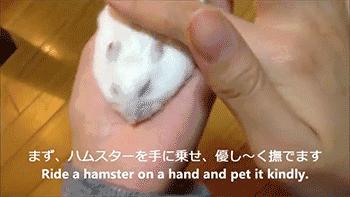 月饼吃怕了？这里有仓鼠饼哦！