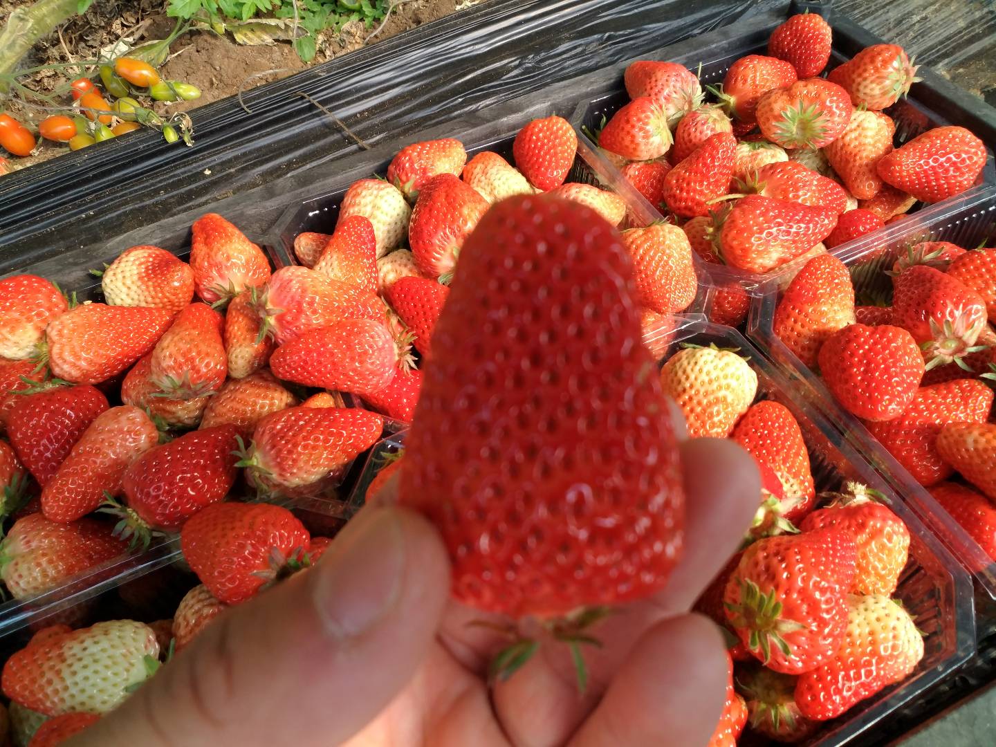 正宗丹东东港草莓,揭秘丹东草莓为何人人皆知