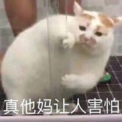 最近很火的猫咪表情包的猫叫什么,最近很火的猫表情包是什么品种的