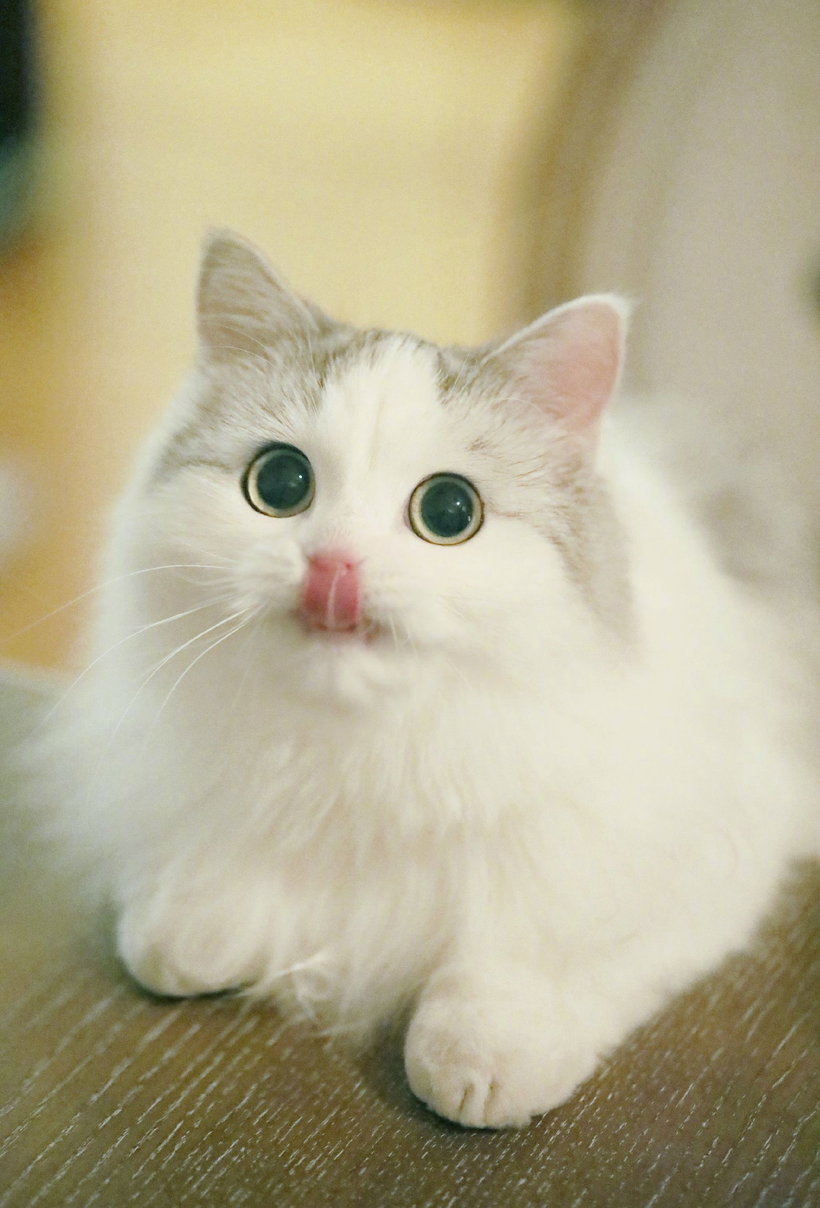 最近很火的猫咪表情包的猫叫什么,最近很火的猫表情包是什么品种的