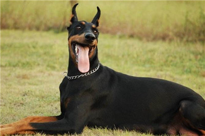 杜宾犬打架真实原因,杜宾犬打架到底厉不厉害