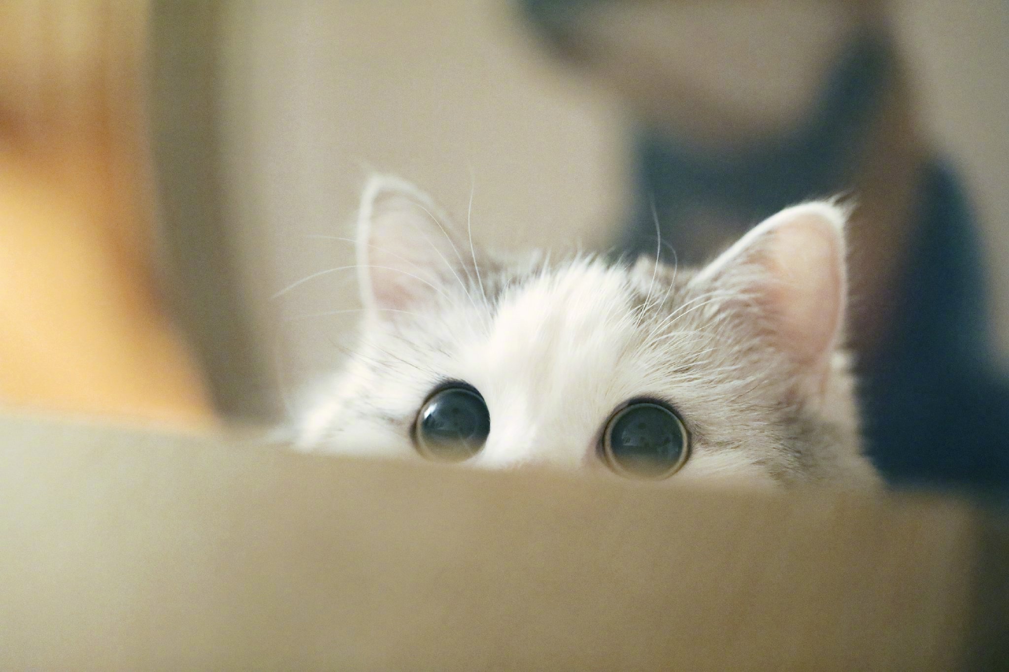 最近很火的猫咪表情包的猫叫什么,最近很火的猫表情包是什么品种的