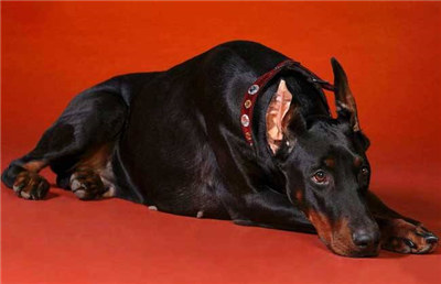 杜宾犬打架真实原因,杜宾犬打架到底厉不厉害