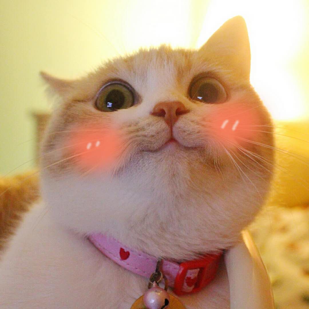 最近很火的猫咪表情包的猫叫什么,最近很火的猫表情包是什么品种的