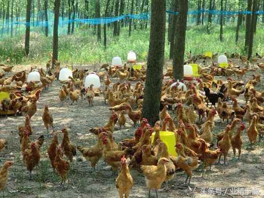 土鸡销路打开方法,土鸡销路最好的方法