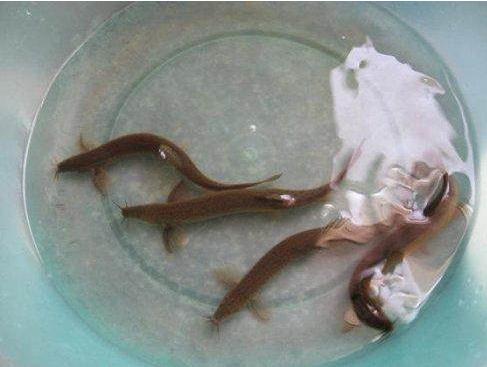 马桶老是堵住家用解决方法,马桶堵住了怎么办快速解决小妙招