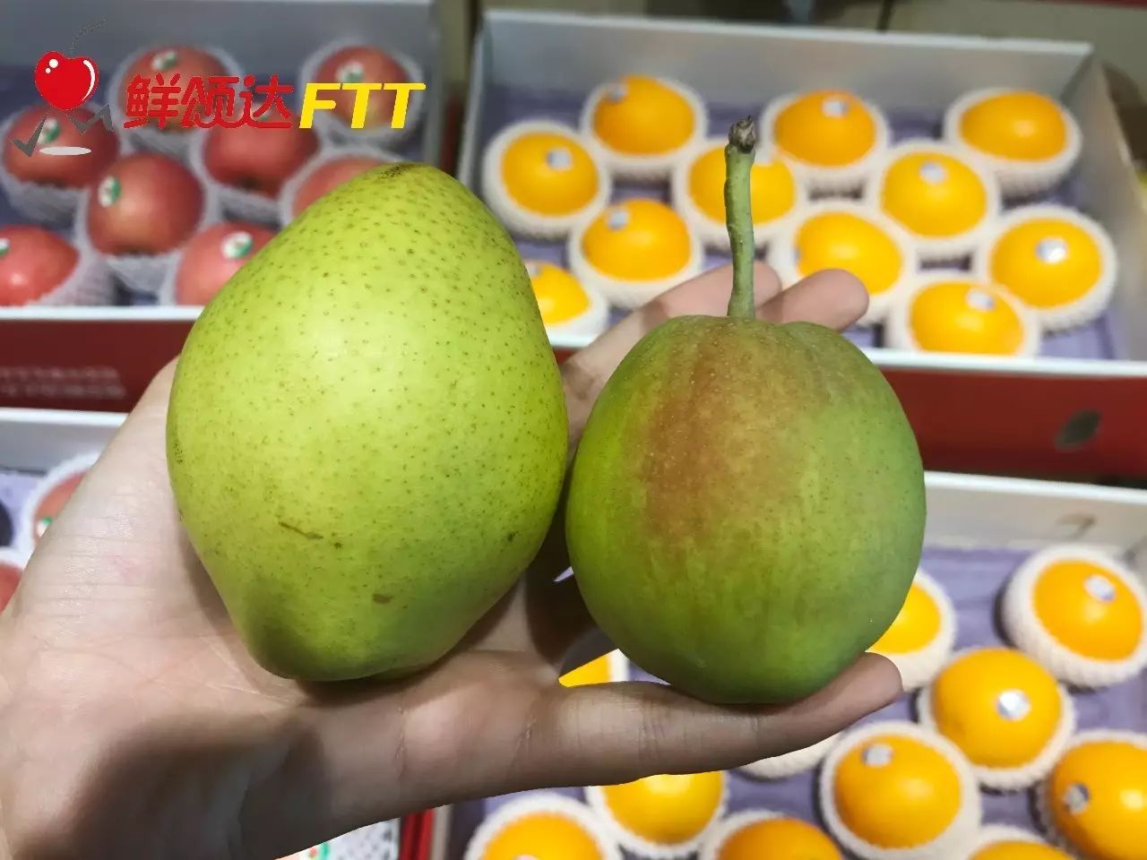 库尔勒香梨真假对照表,买到假的库尔勒香梨能够维权吗