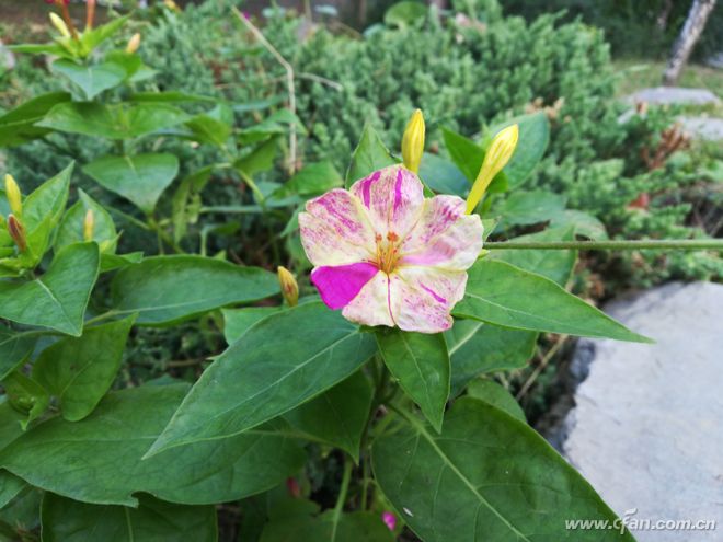 全面屏大卖,荣耀畅玩7x的优缺点