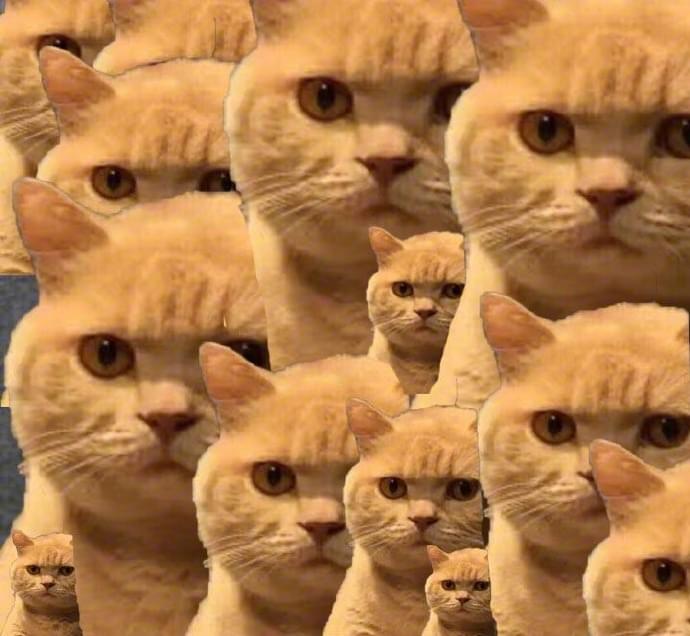 最近很火的猫咪表情包的猫叫什么,最近很火的猫表情包是什么品种的