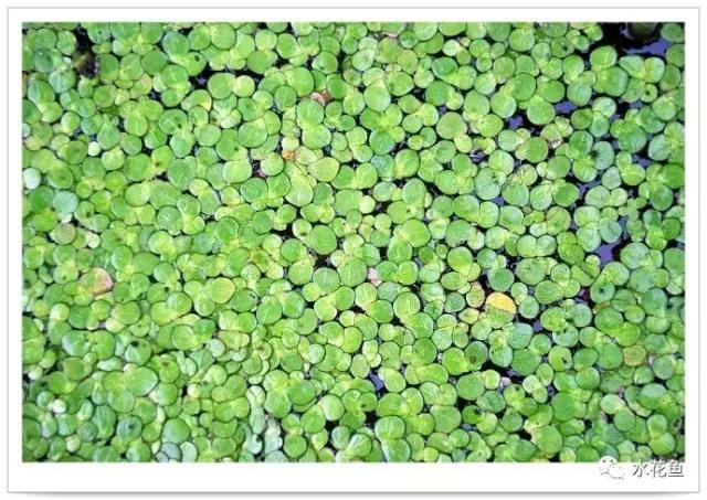 生态养鱼——针对鱼病“三体”的六种生物疗法