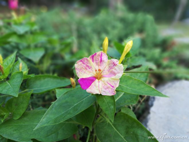 全面屏大卖,荣耀畅玩7x的优缺点