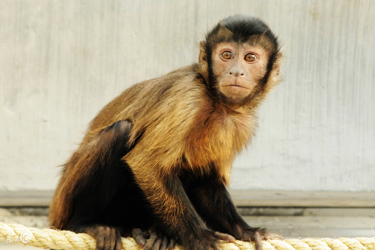 知行易道：2018年十二生肖化煞开运秘诀